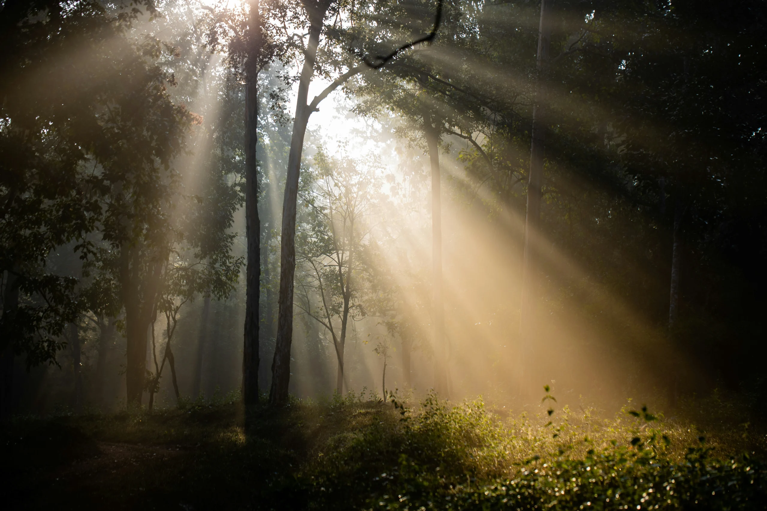 Sunlight breaking through trees, symbolising hope and the path towards healing